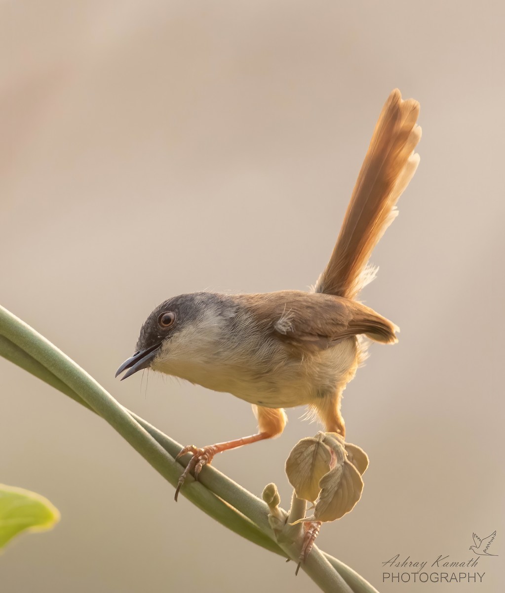 Gray-crowned Prinia - ML620499721