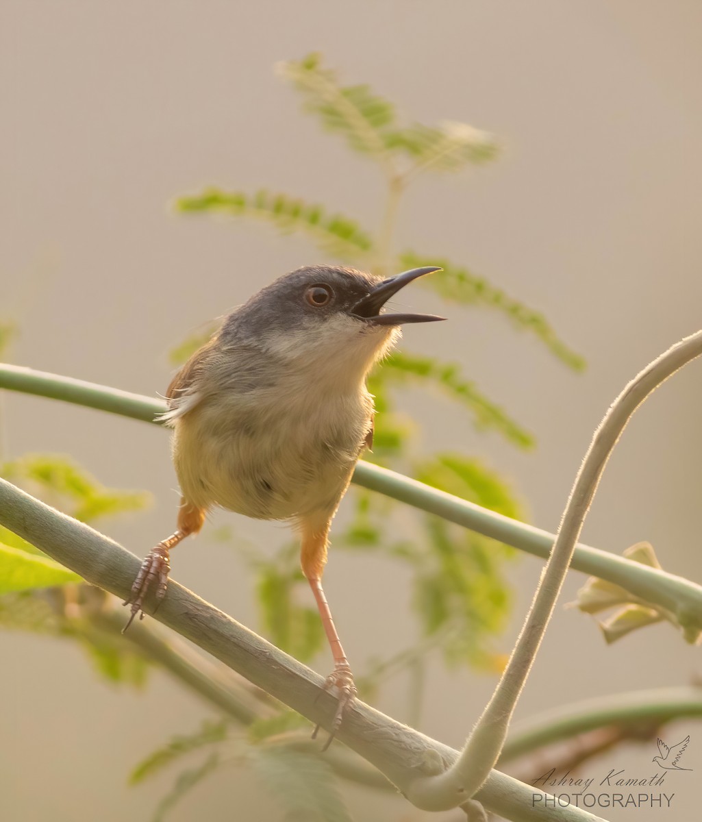 Prinia à calotte grise - ML620499723