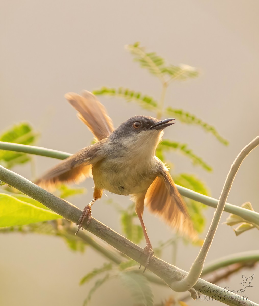 Gray-crowned Prinia - Ashray Kamath