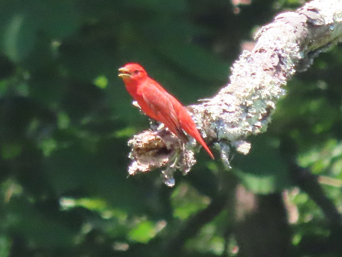 Summer Tanager - ML620499729