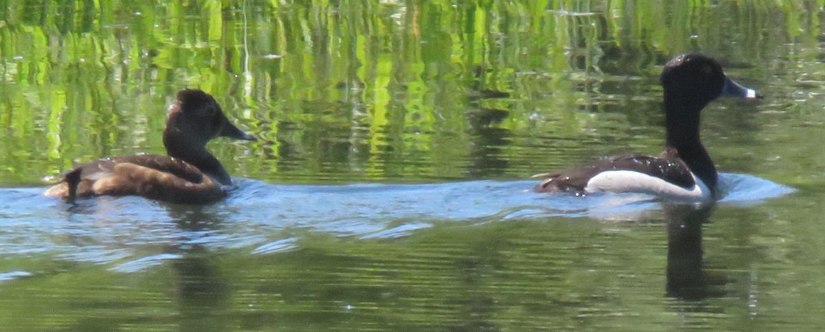 Ring-necked Duck - ML620499730