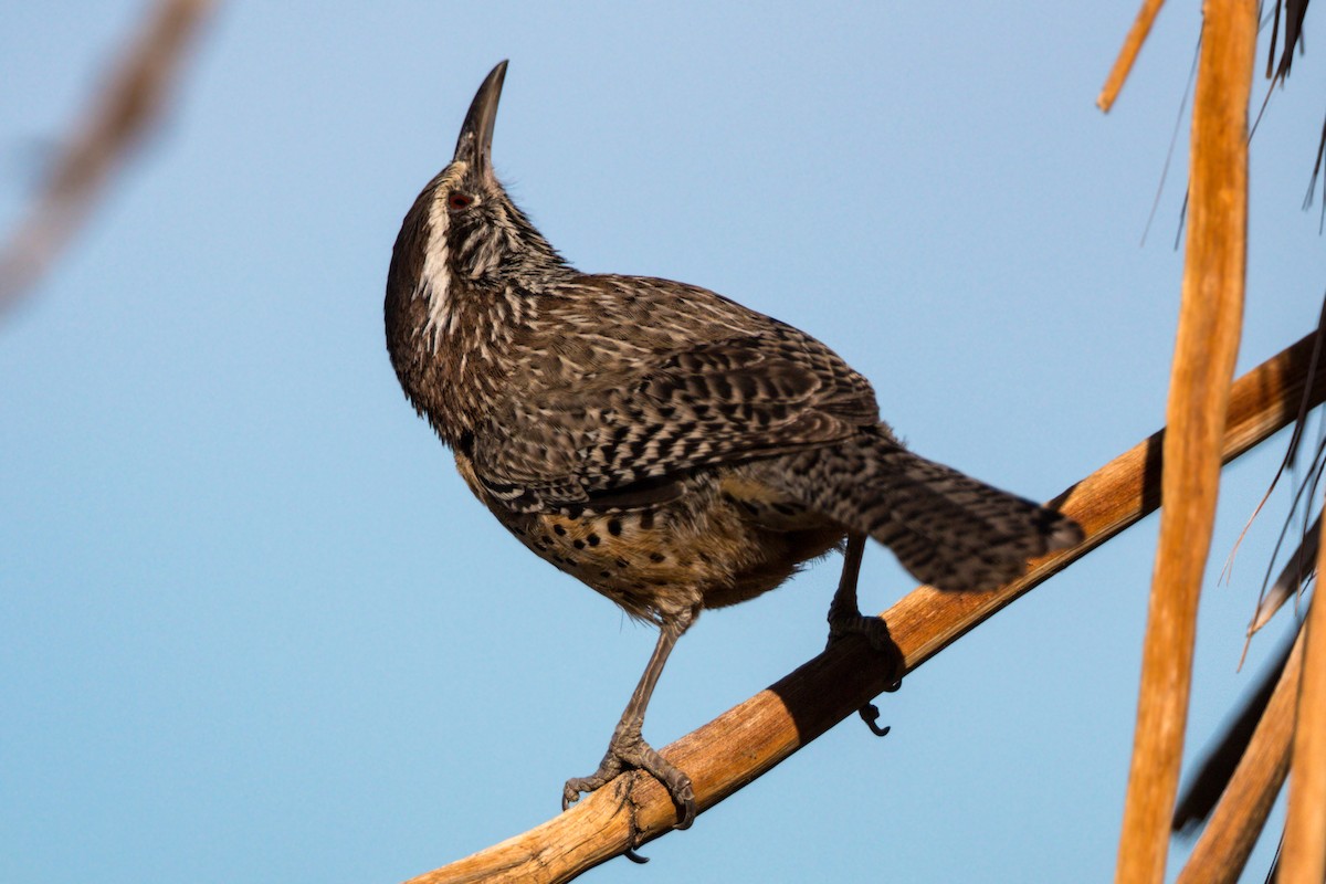 Cactus Wren - ML620499732