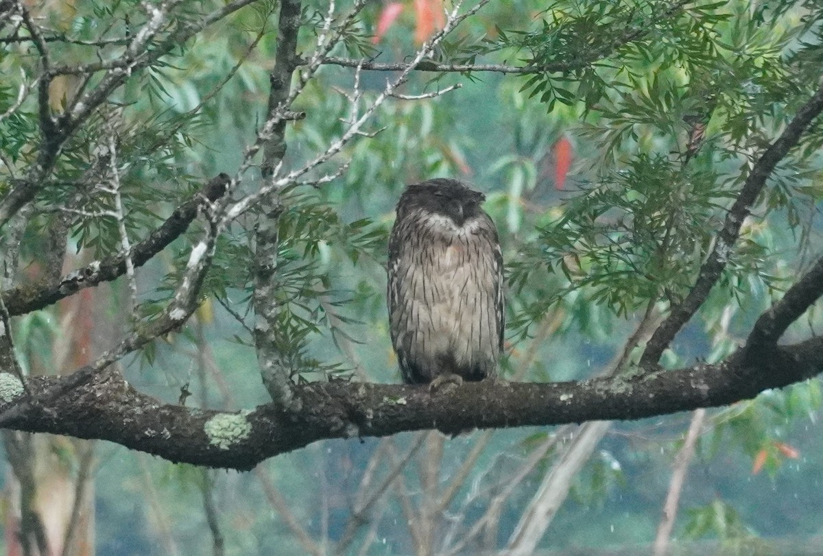 Brown Fish-Owl - ML620499733