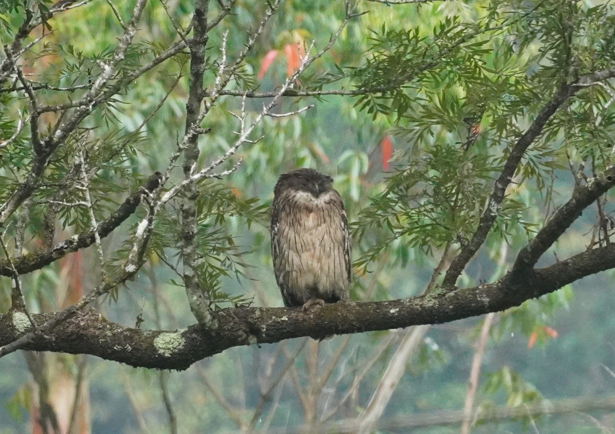 Brown Fish-Owl - Selvaganesh K