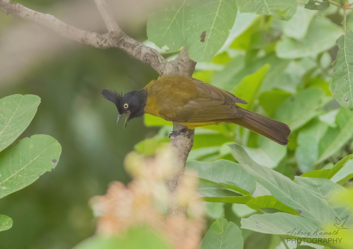 Bulbul à huppe noire - ML620499736