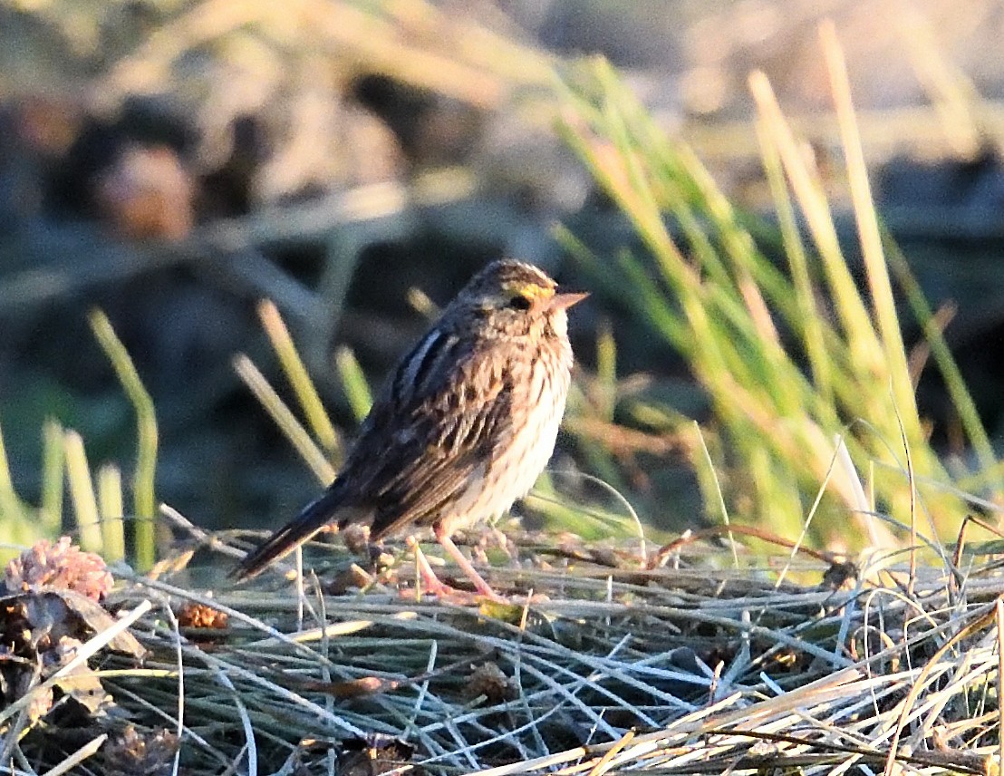 Savannah Sparrow - ML620499743