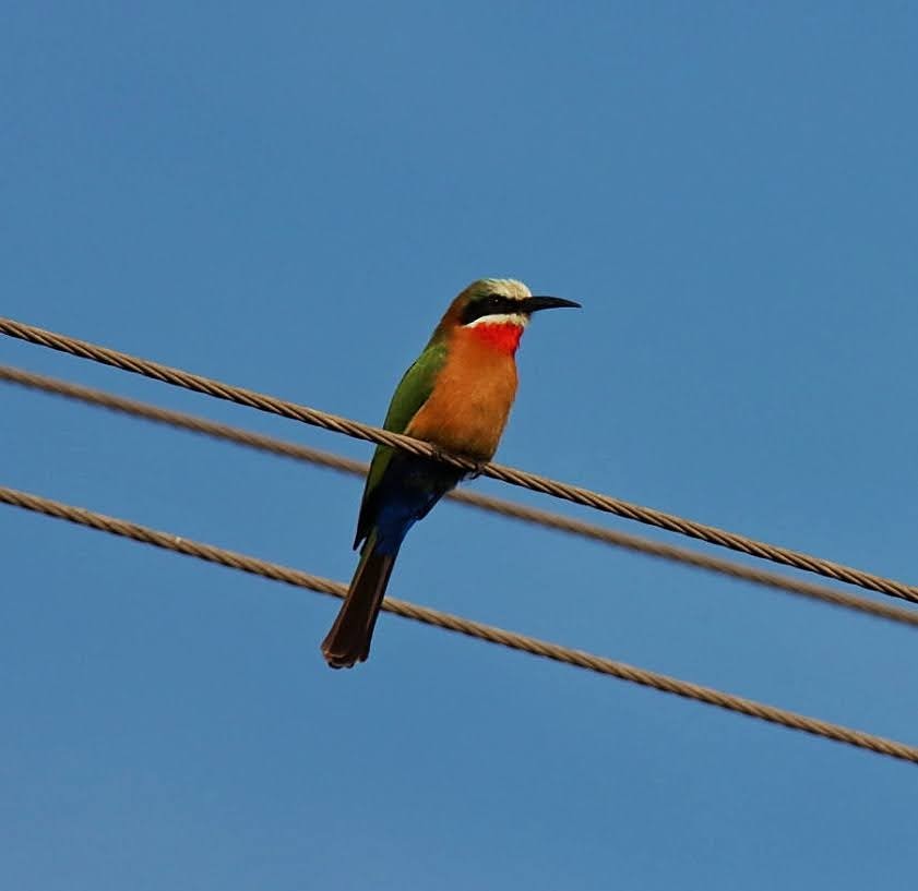 White-fronted Bee-eater - ML620499744