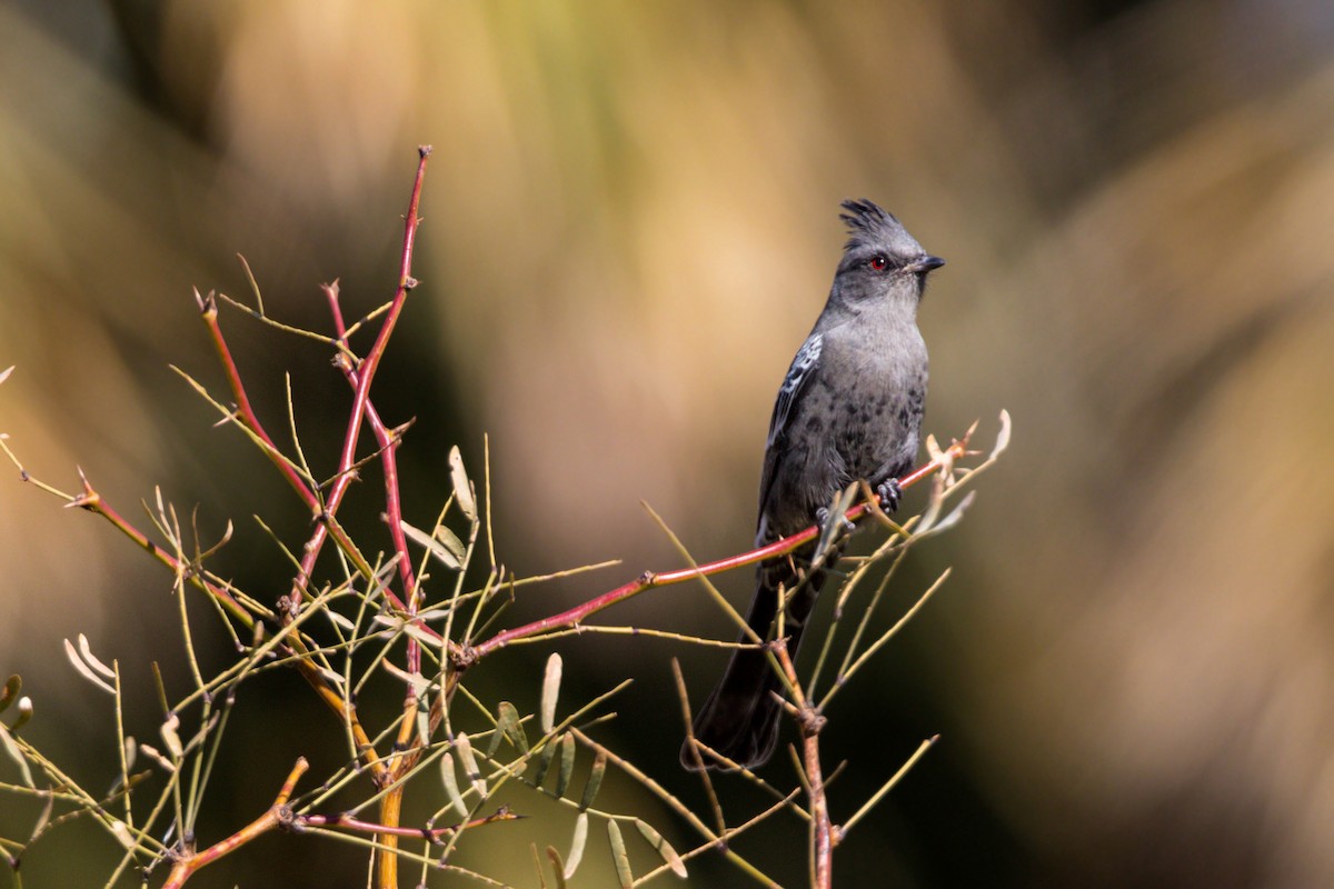 Kara Faynopepla - ML620499750