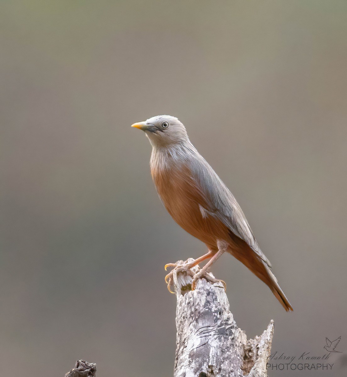 Chestnut-tailed Starling - ML620499754