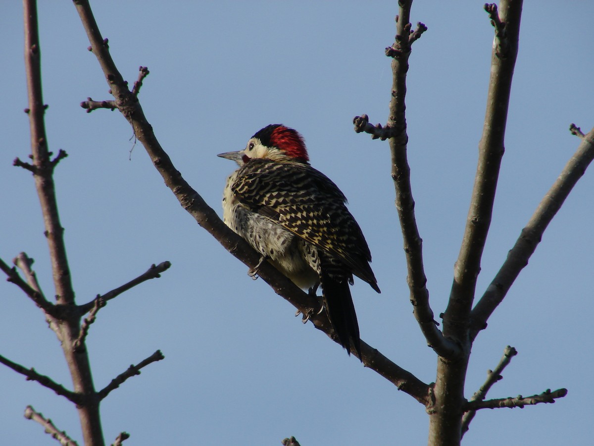 Green-barred Woodpecker - ML620499756