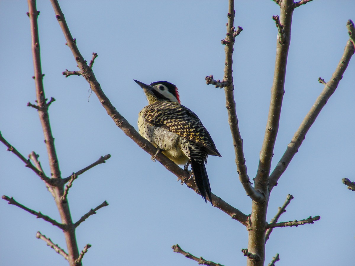 Green-barred Woodpecker - ML620499757