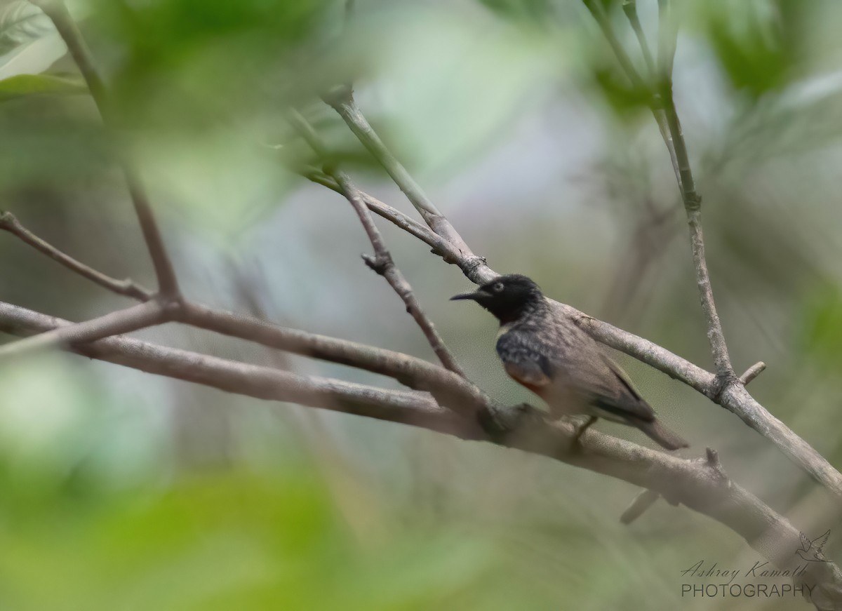 Spot-winged Starling - ML620499760