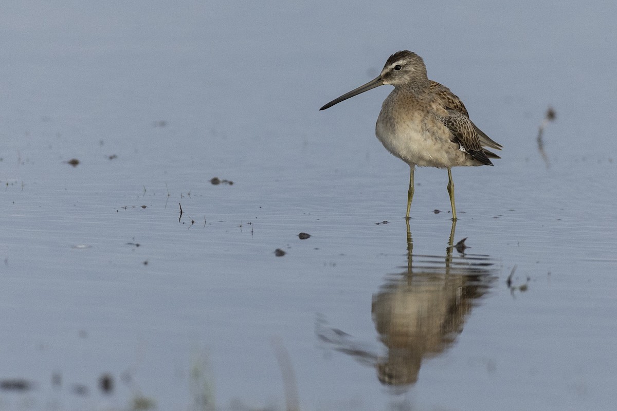 langnebbekkasinsnipe - ML620499761