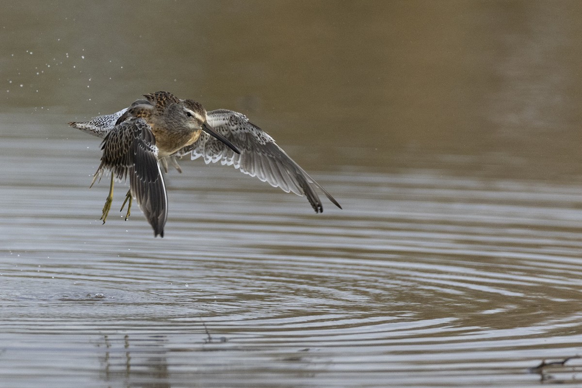 Long-billed Dowitcher - ML620499762