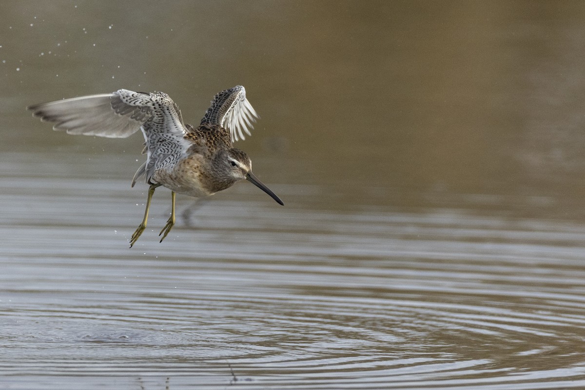 Long-billed Dowitcher - ML620499764