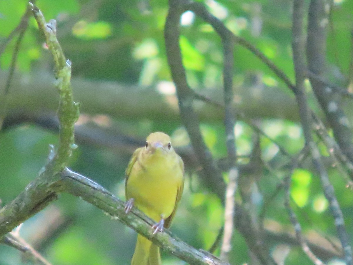 Summer Tanager - ML620499765