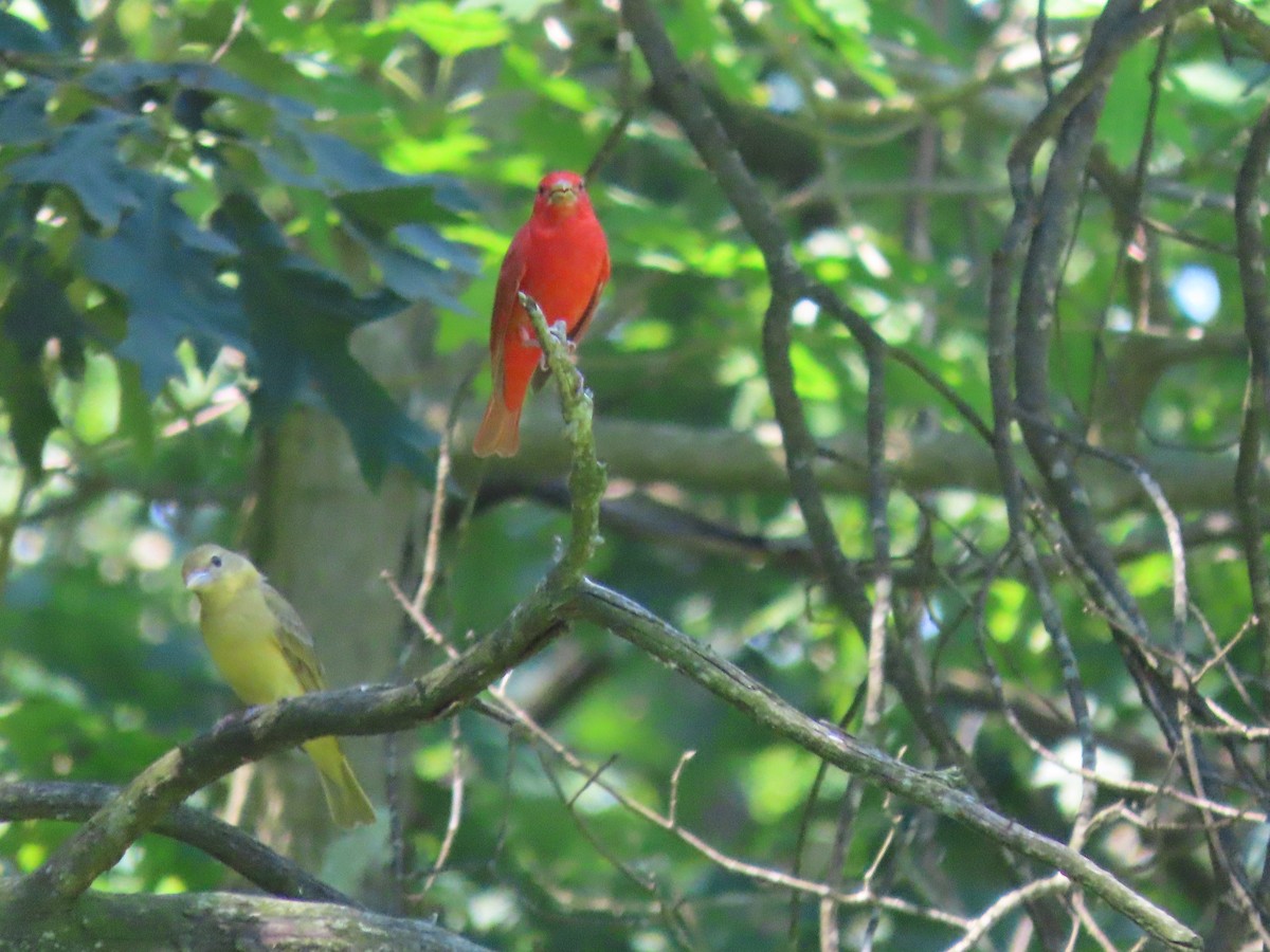 Summer Tanager - ML620499767