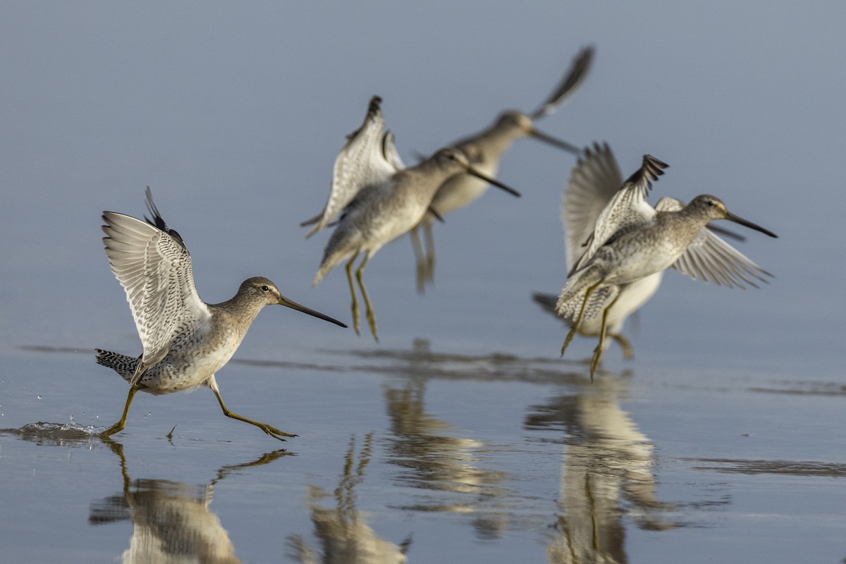 Long-billed Dowitcher - ML620499768