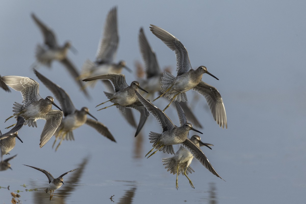 Long-billed Dowitcher - ML620499769