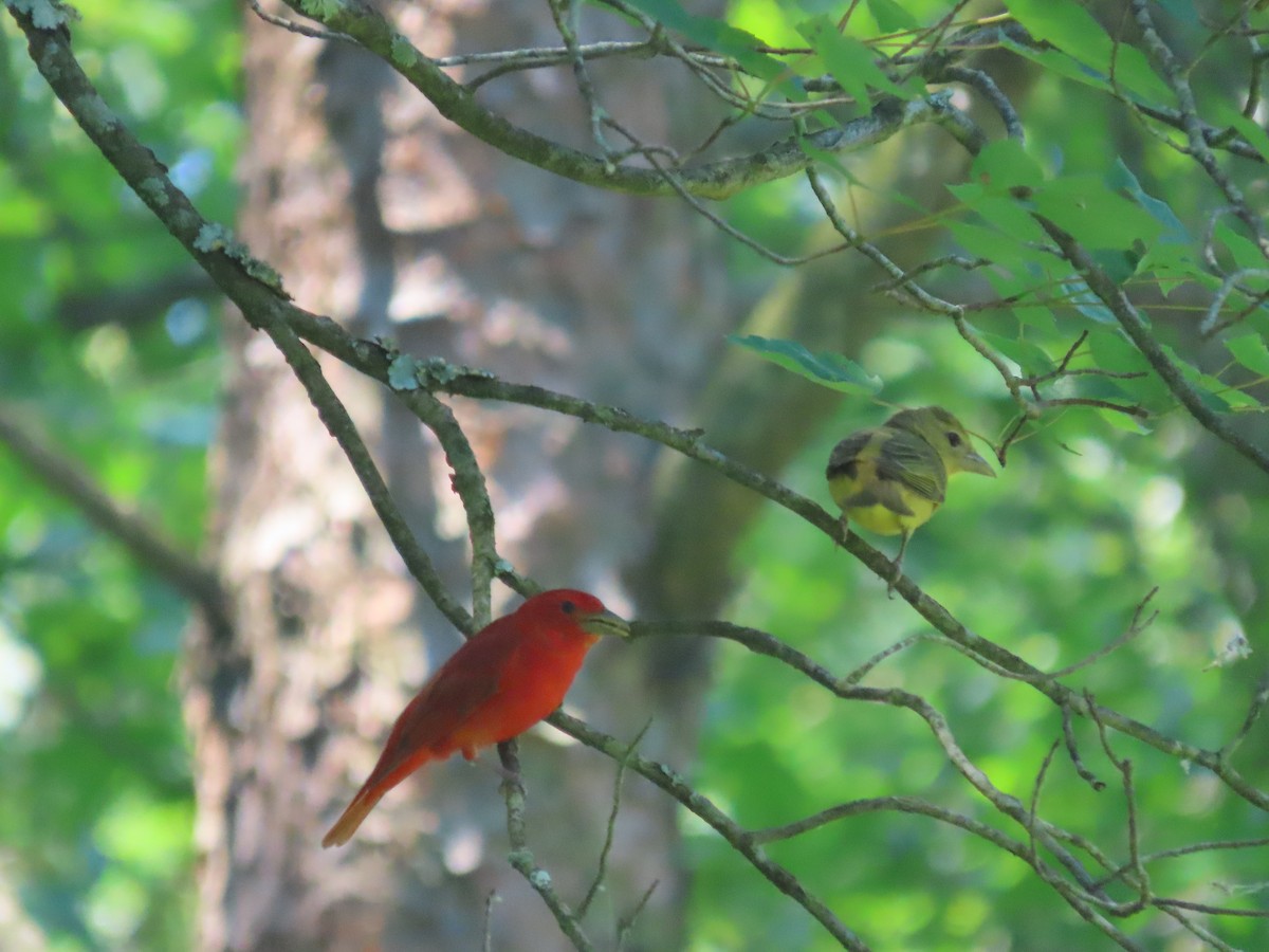 Summer Tanager - ML620499776