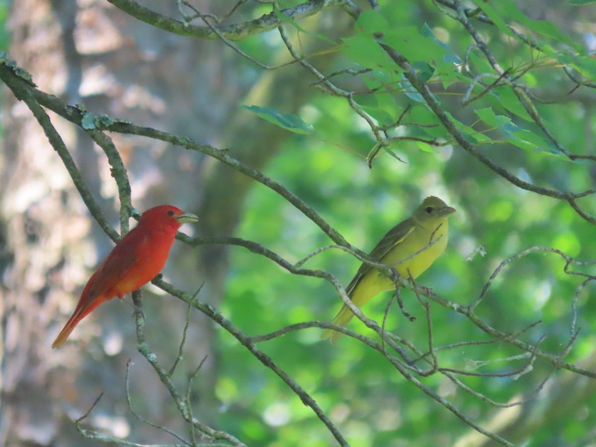 Summer Tanager - ML620499777