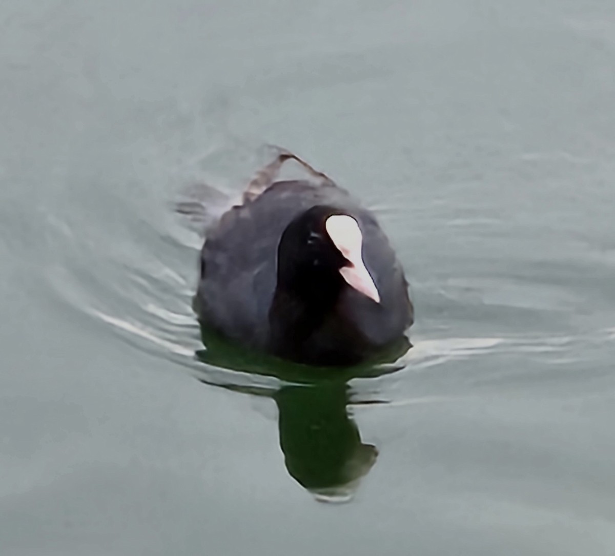 Eurasian Coot - ML620499779