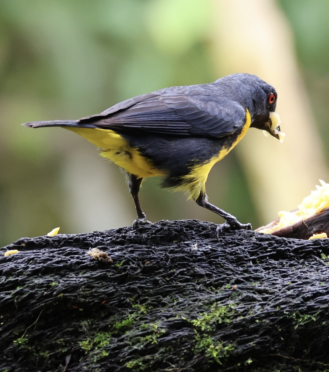 Blue-and-gold Tanager - ML620499783