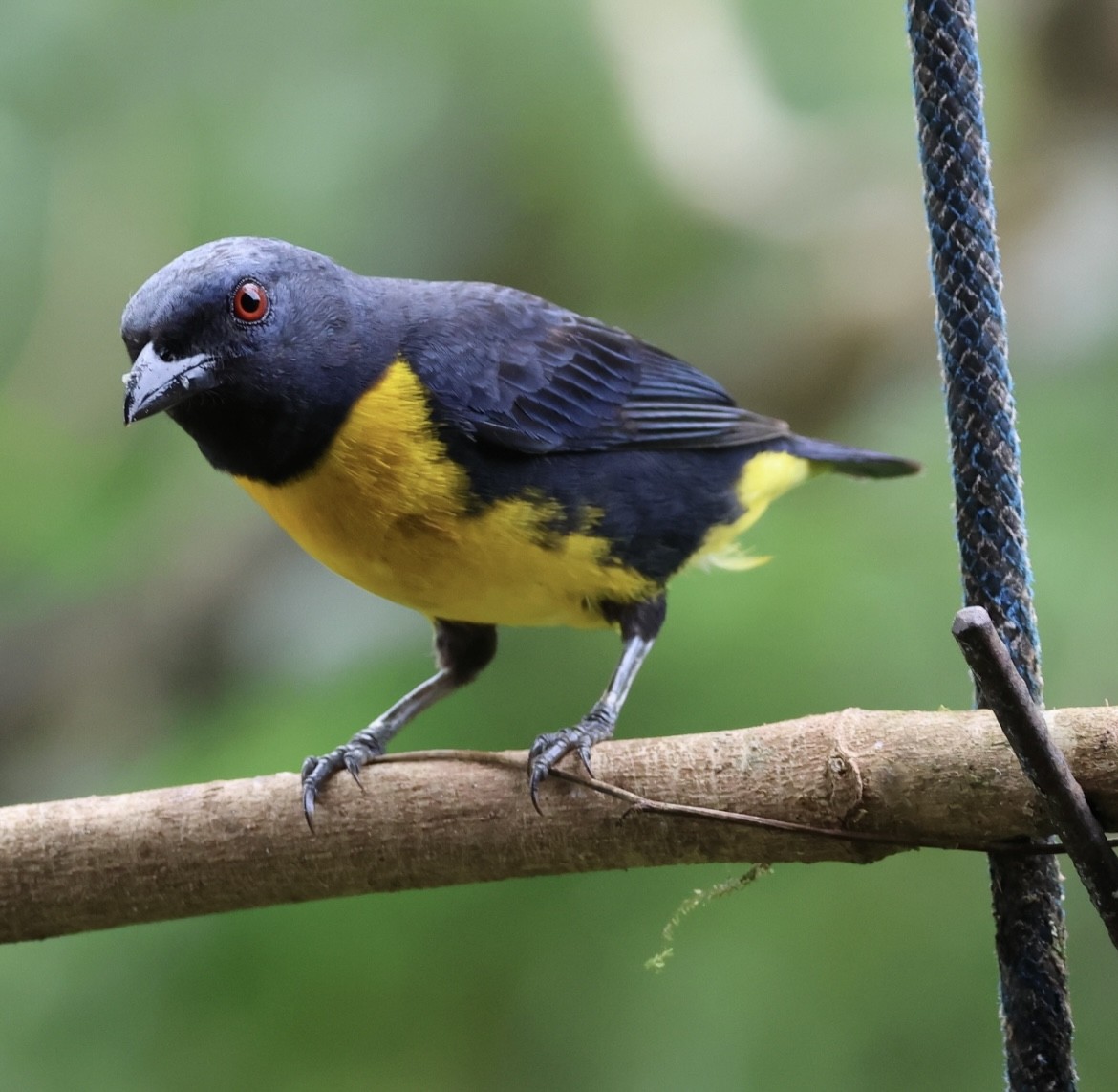 Blue-and-gold Tanager - ML620499784