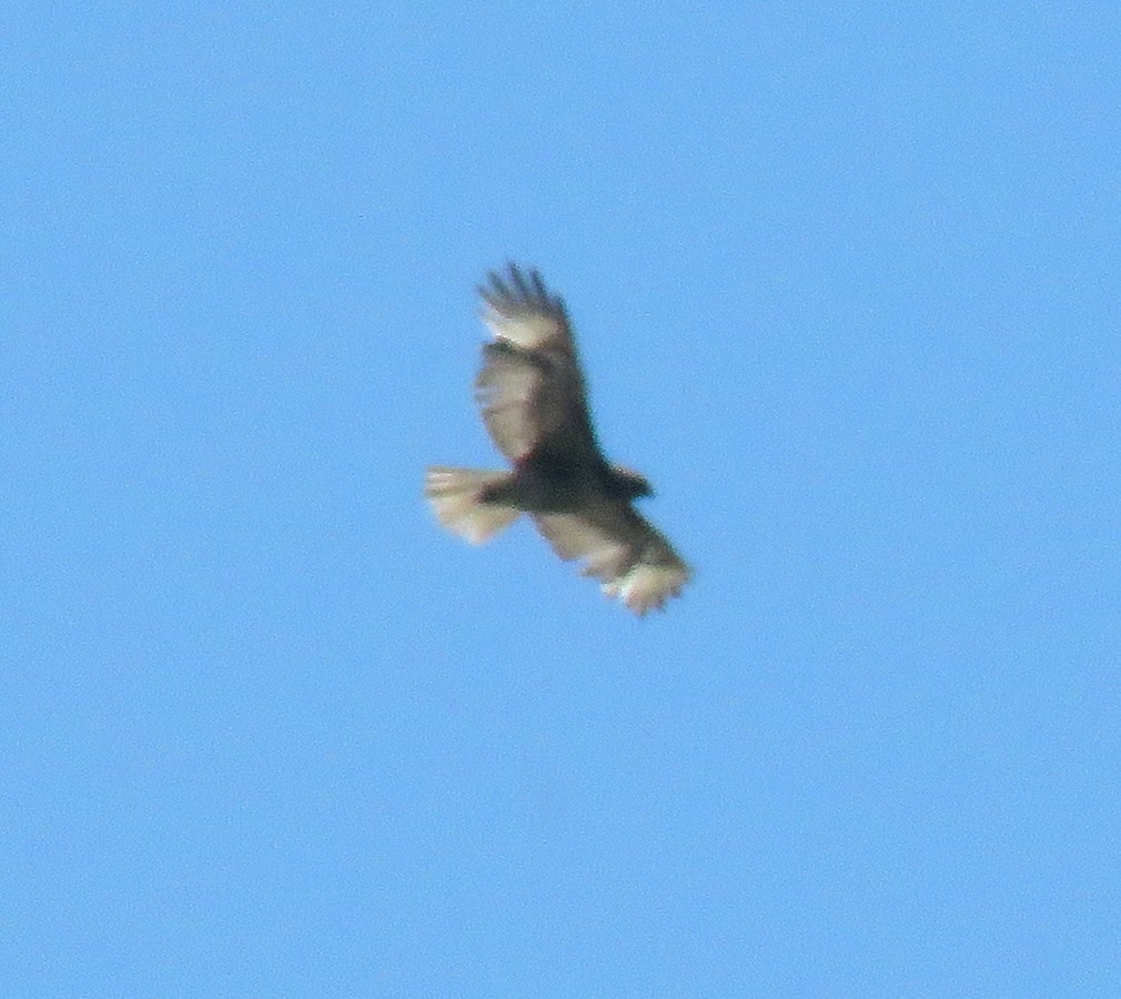 Red-tailed Hawk - ML620499785