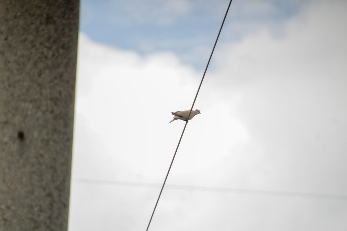 Eurasian Collared-Dove - ML620499793