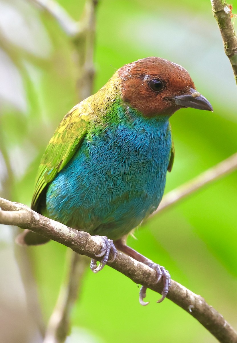 Bay-headed Tanager - ML620499796