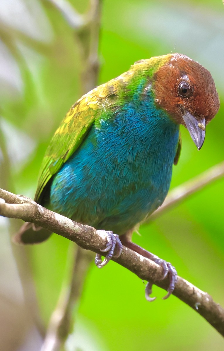 Bay-headed Tanager - ML620499797