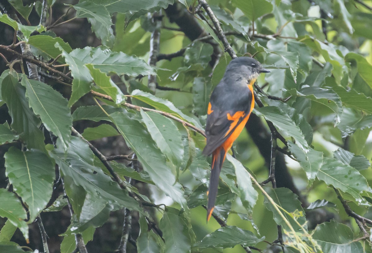 Gray-chinned Minivet - ML620499798