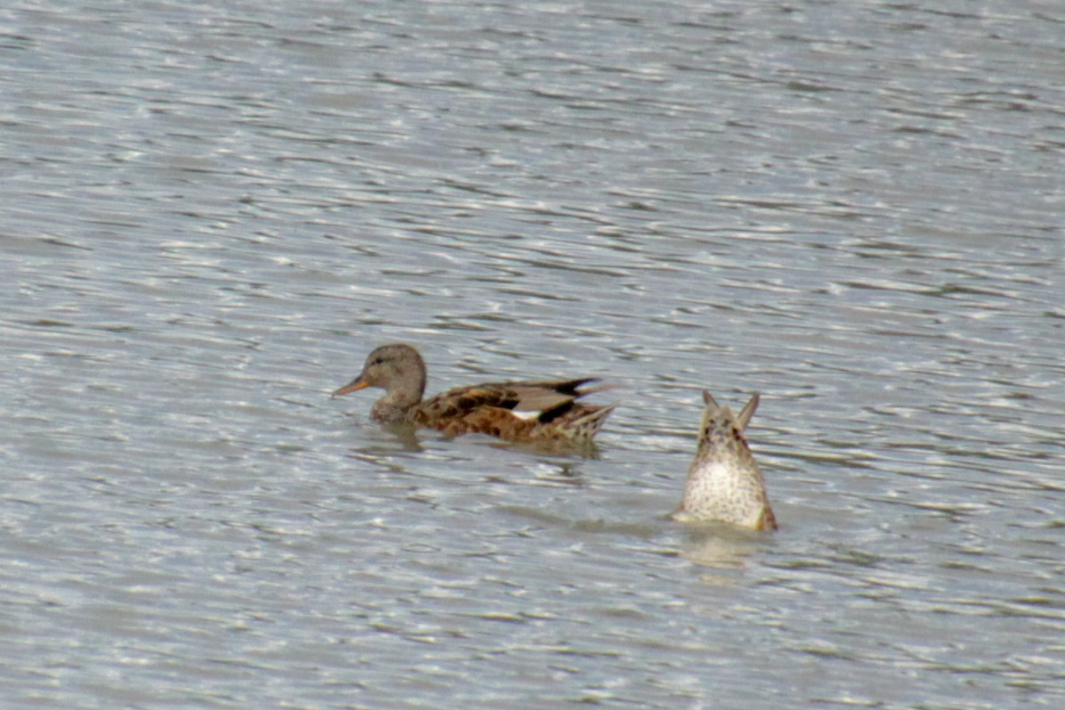 Gadwall - ML620499806