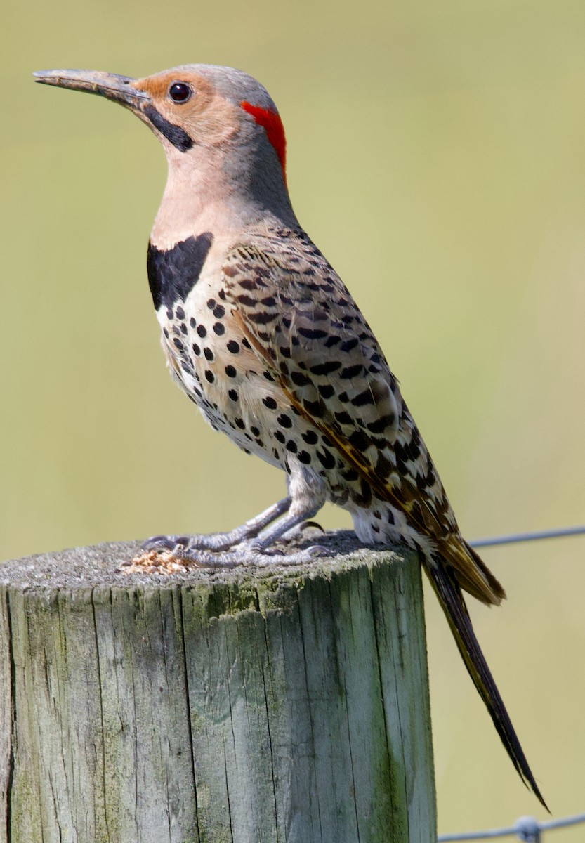 Northern Flicker - ML620499812