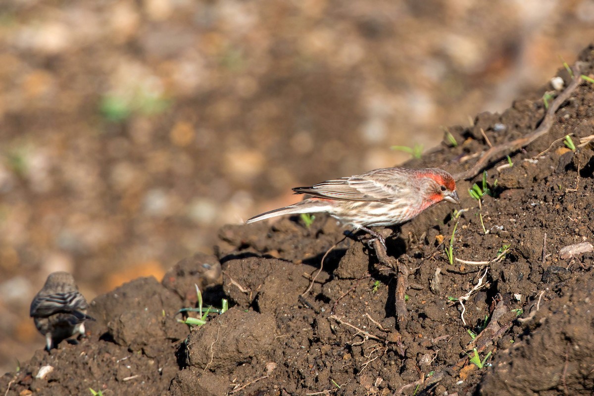 House Finch - ML620499813