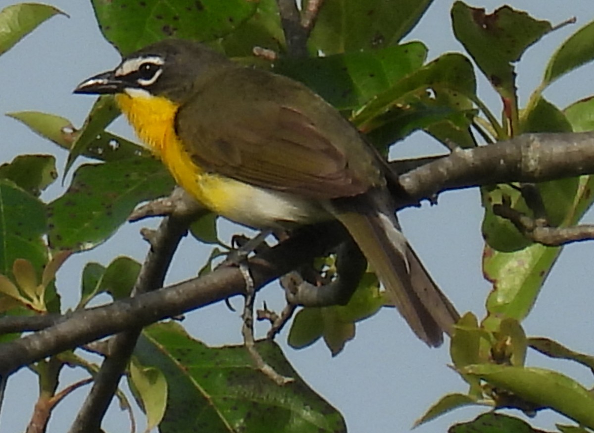 Yellow-breasted Chat - ML620499825