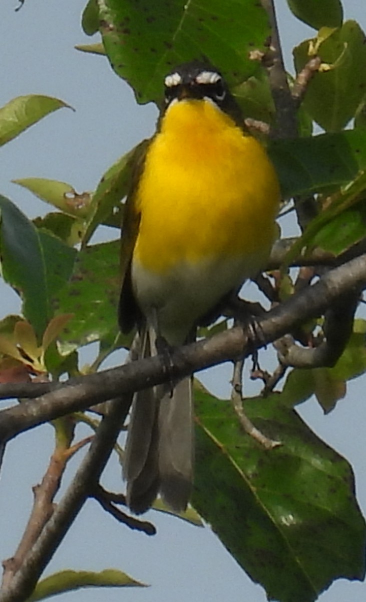 Yellow-breasted Chat - ML620499826