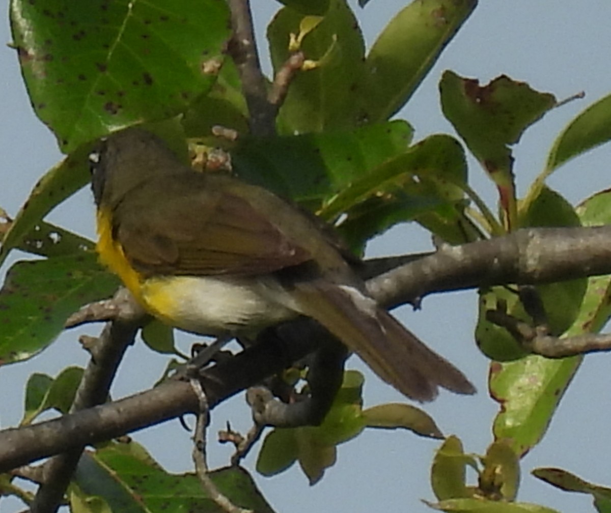 Yellow-breasted Chat - ML620499827