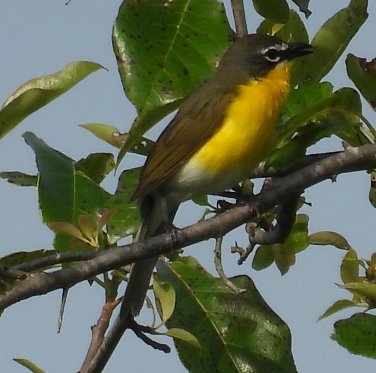 Yellow-breasted Chat - ML620499828