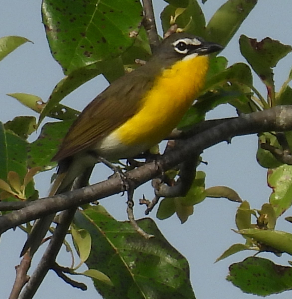 Yellow-breasted Chat - ML620499829