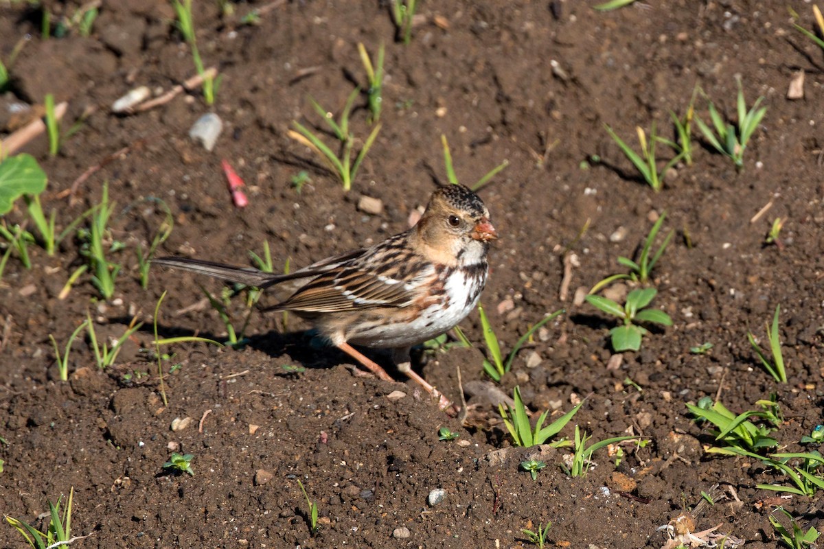 Harris's Sparrow - ML620499830