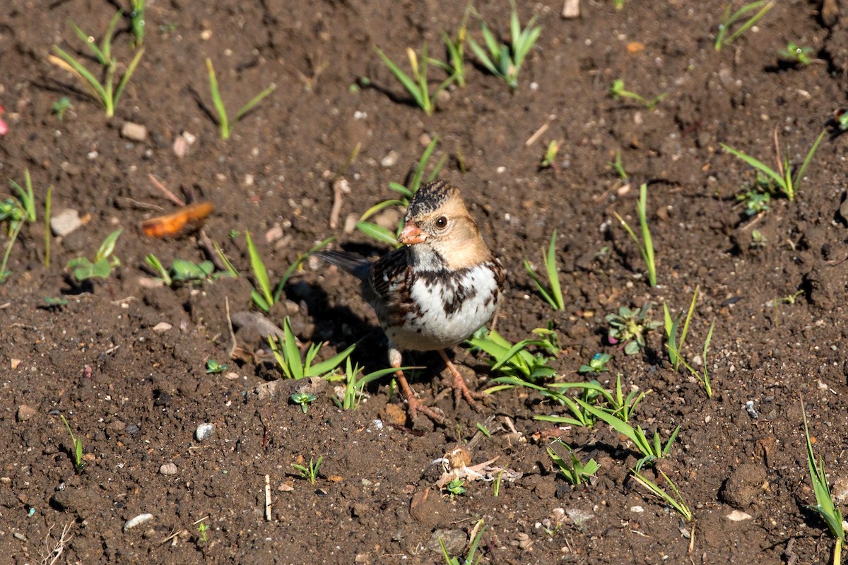 Harris's Sparrow - ML620499834