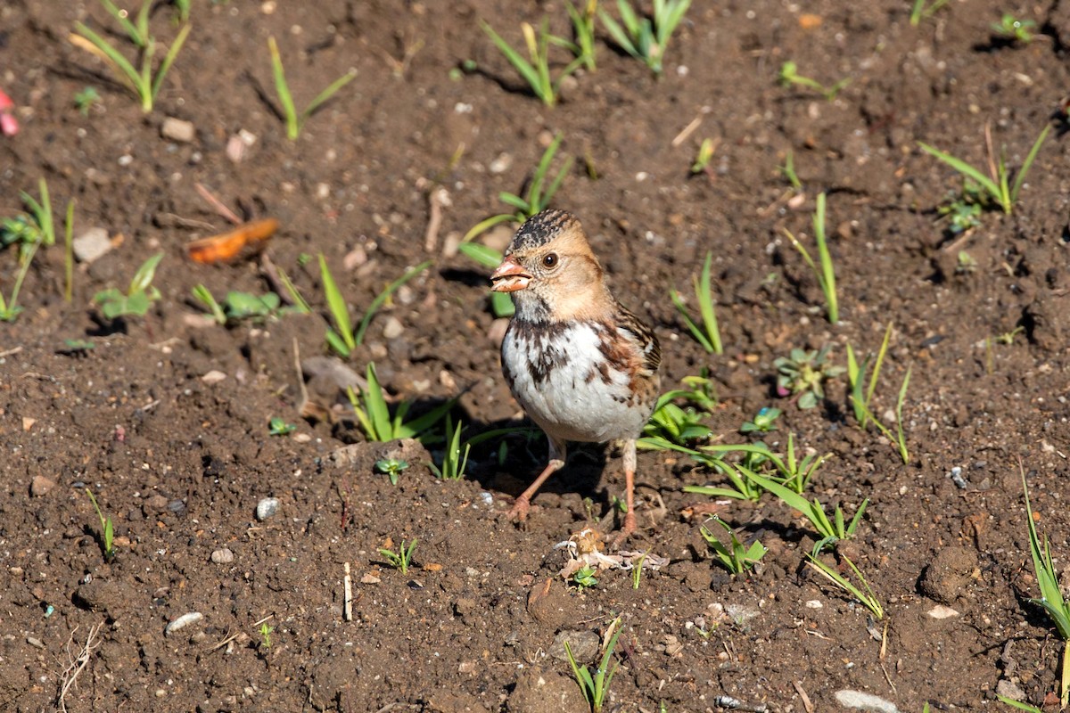 Harris's Sparrow - ML620499838