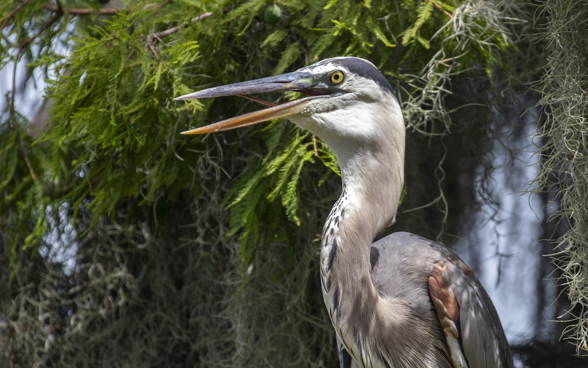 Great Blue Heron - ML620499841