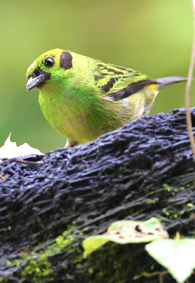 Emerald Tanager - ML620499844