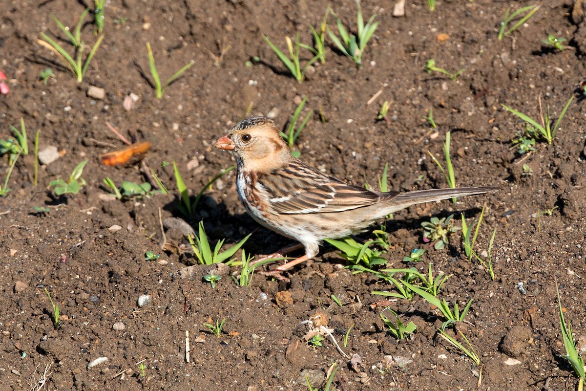 Harris's Sparrow - ML620499845