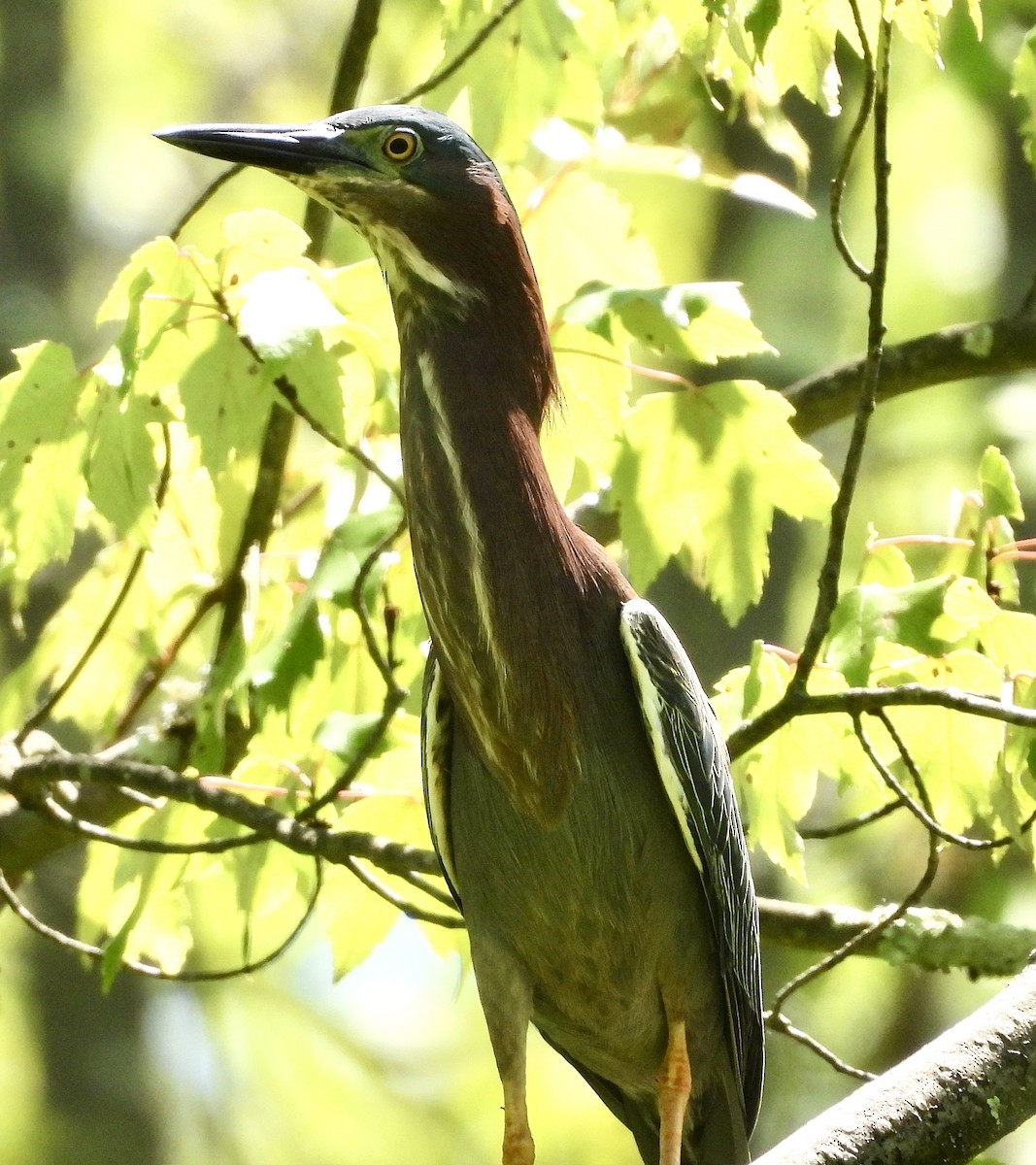 Green Heron - ML620499849