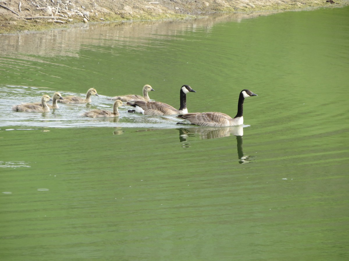 Canada Goose - ML620499850