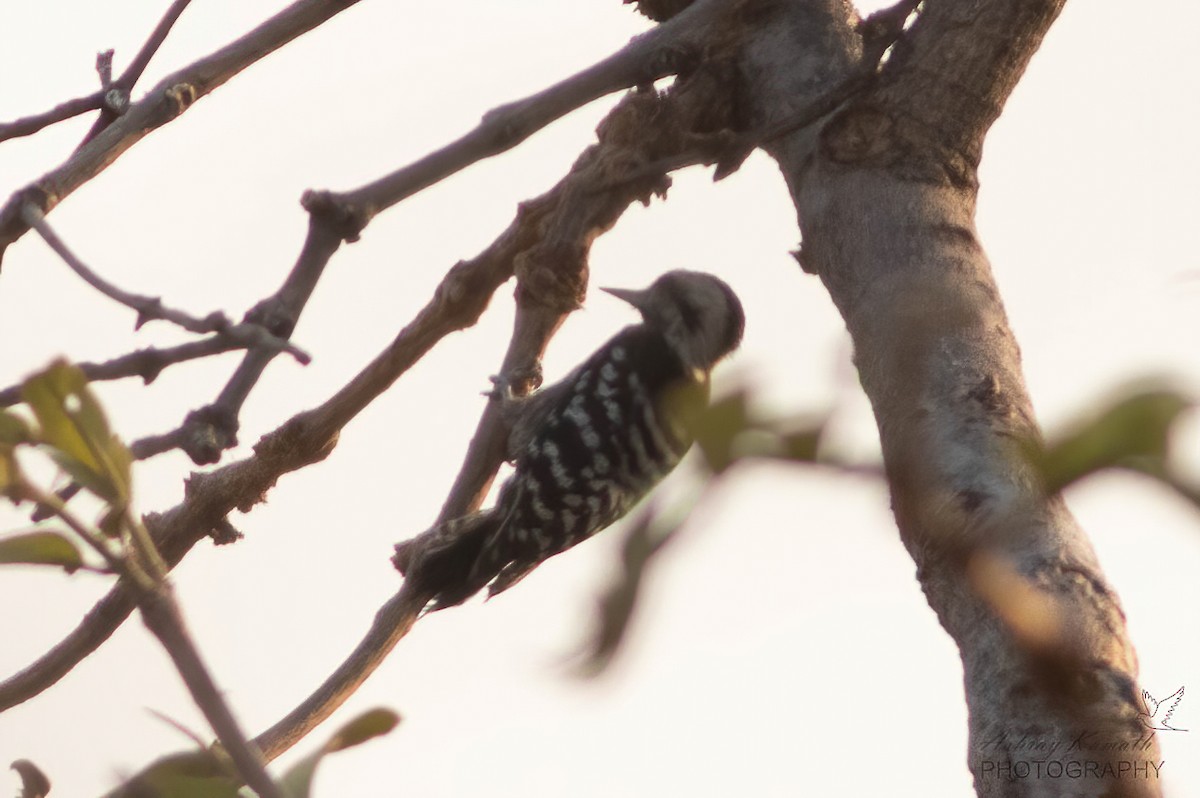 Gray-capped Pygmy Woodpecker - ML620499855